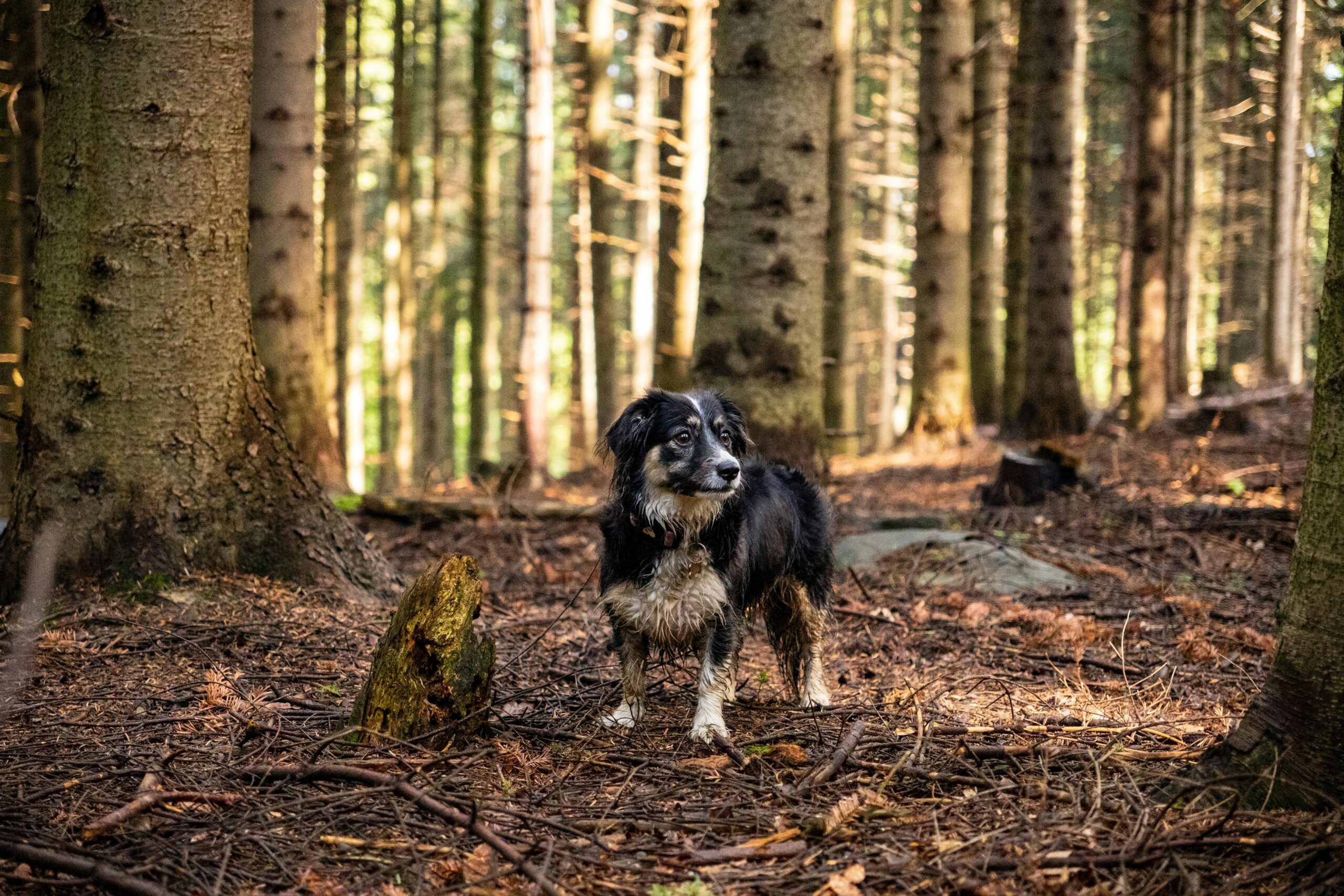 Kostenloses Stock Foto zu abenteuer, äste, bäume