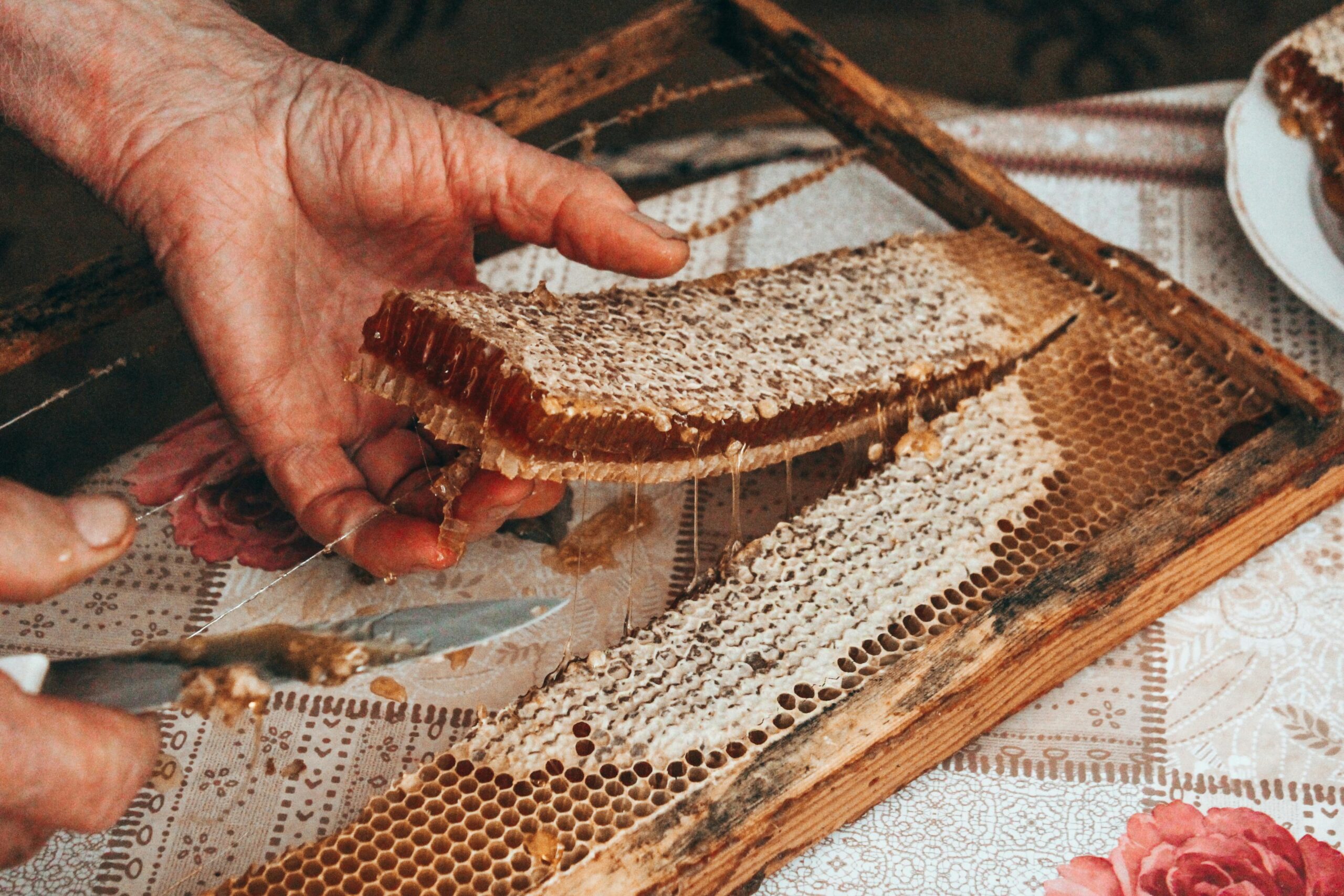 Kostenloses Stock Foto zu außerorts, bienenprodukt, bienenwabe