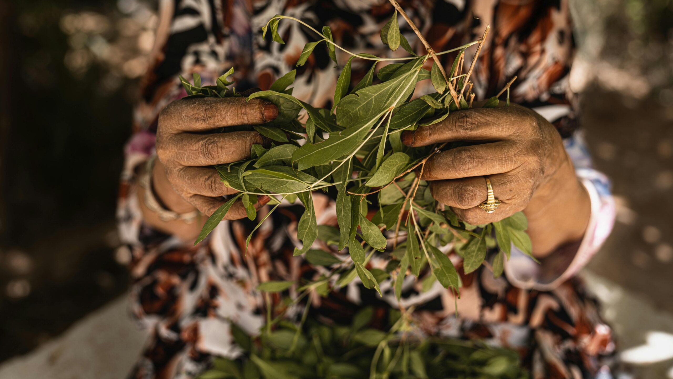 Kostenloses Stock Foto zu älterer erwachsener, blätter, blumen