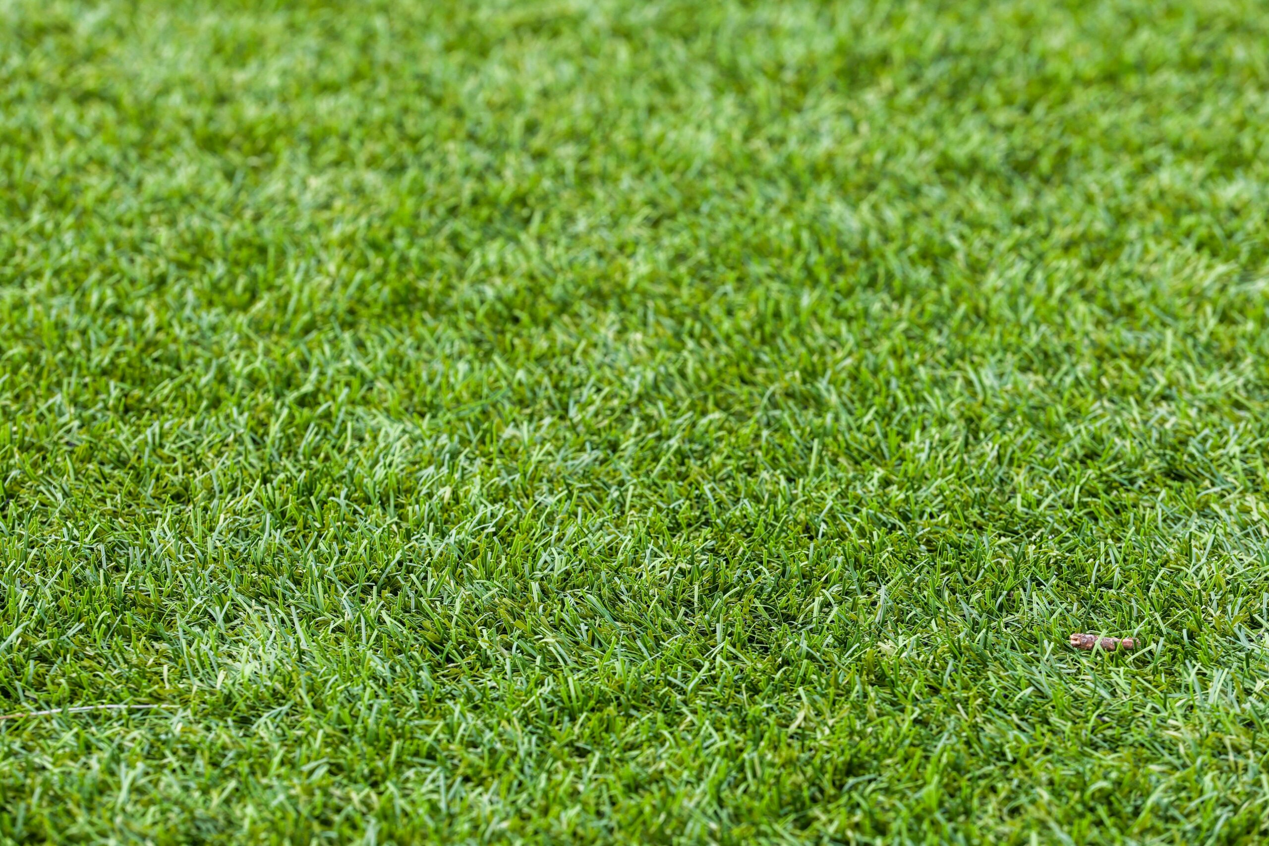 Nahaufnahme eines leuchtend grünen Grasrasens, perfekt für Rasenflächen und Landschaften.