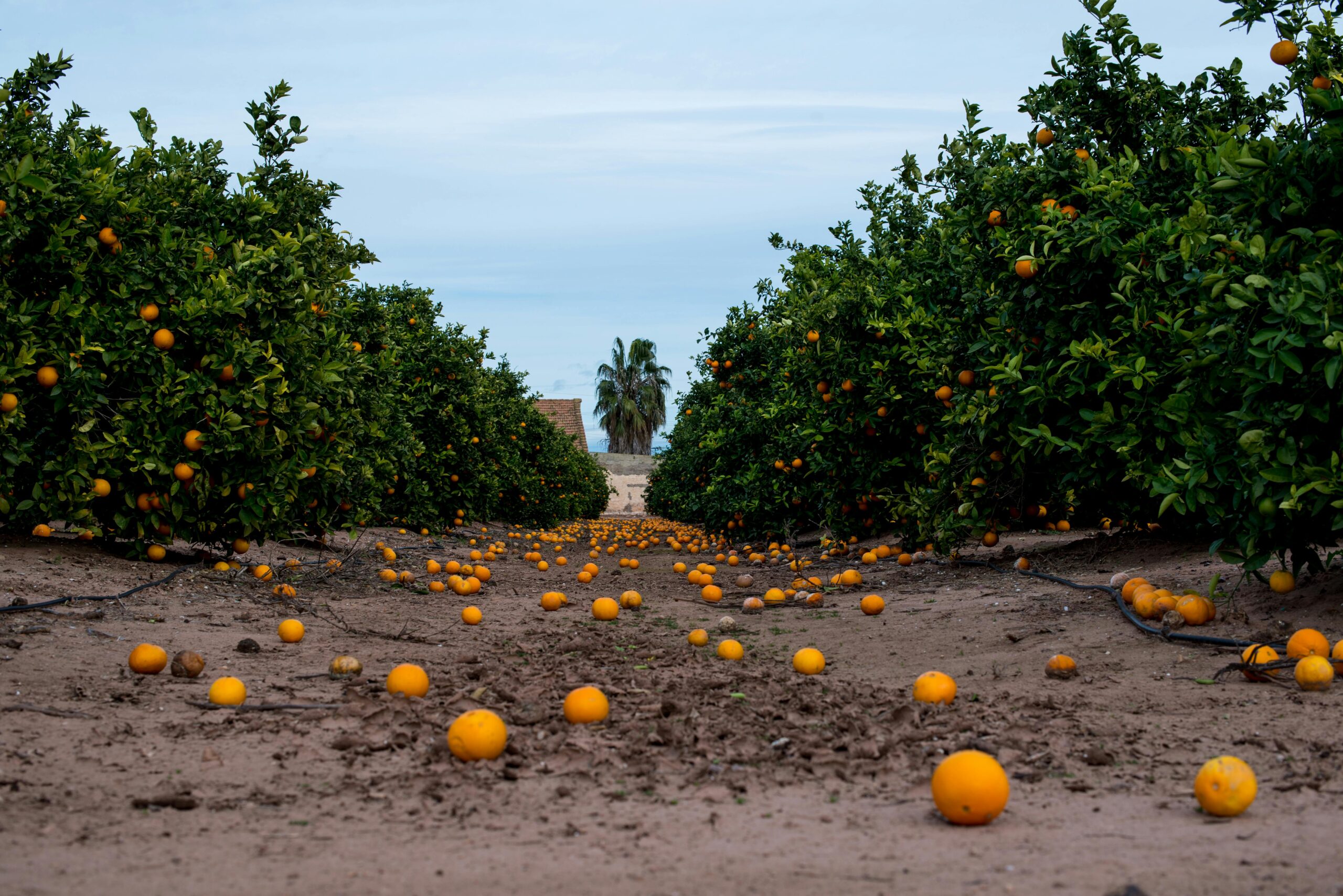 Malerische Aussicht auf einen Orangenhain mit reifen Orangen, die auf dem Boden verstreut liegen.