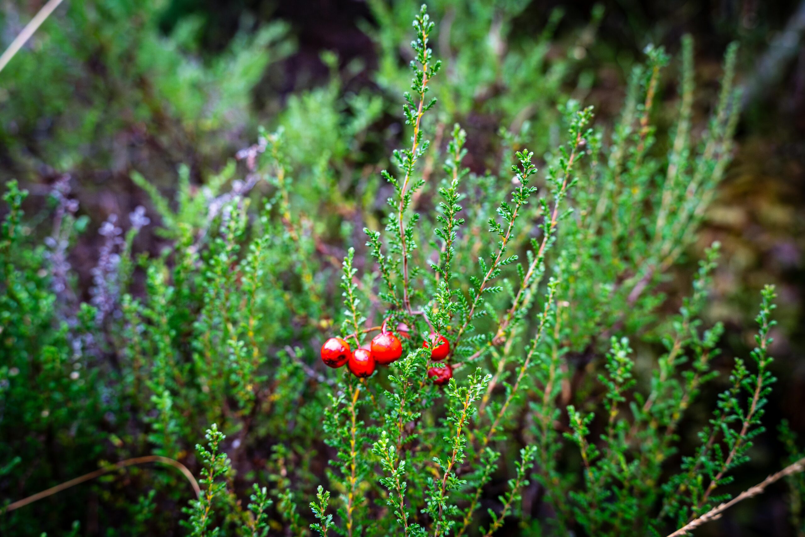 Nahaufnahme von leuchtend roten Beeren an einem Busch inmitten üppiger grüner Blätter, die die Schönheit der Natur einfangen.