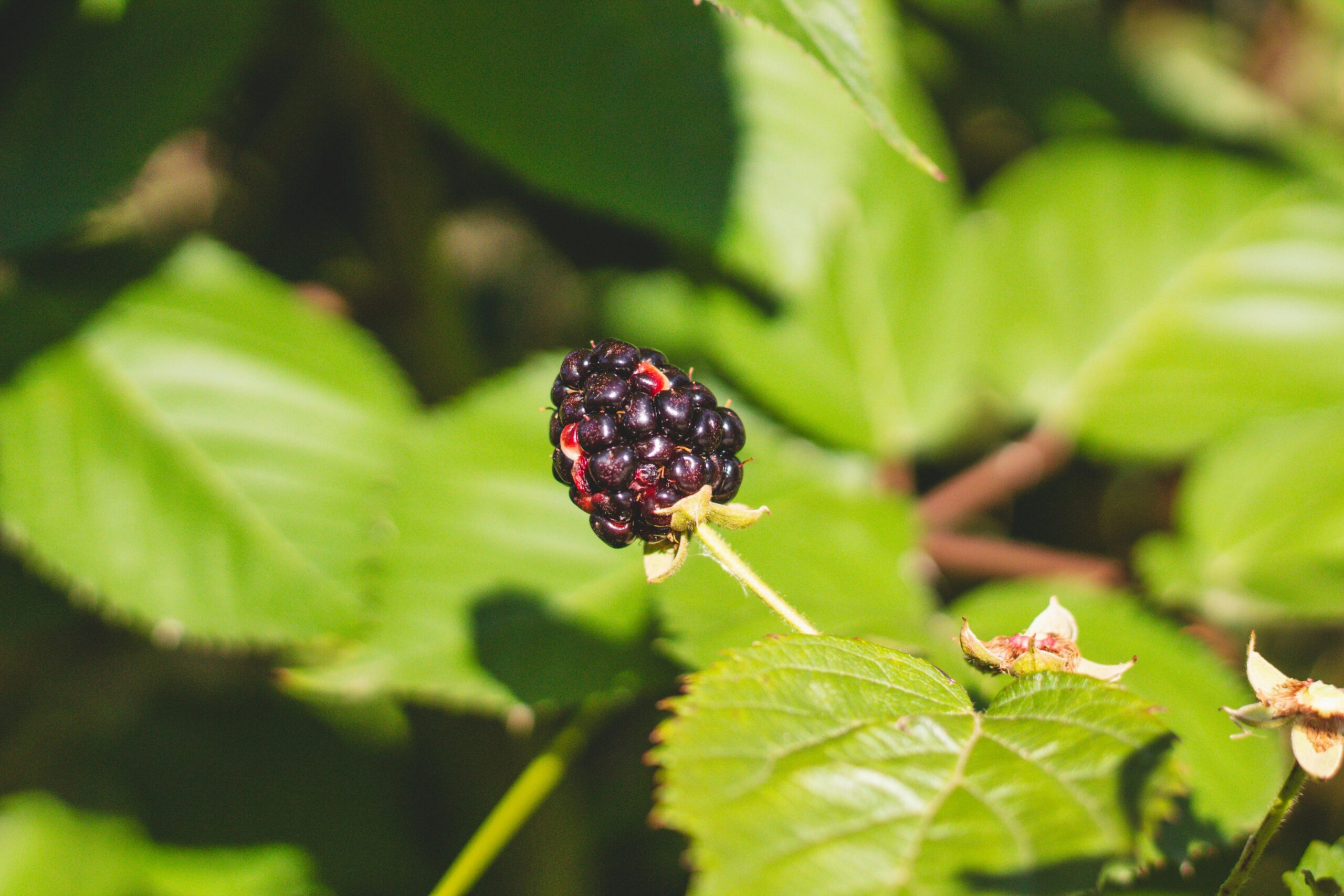Kostenloses Stock Foto zu @draussen, beere, botanisch