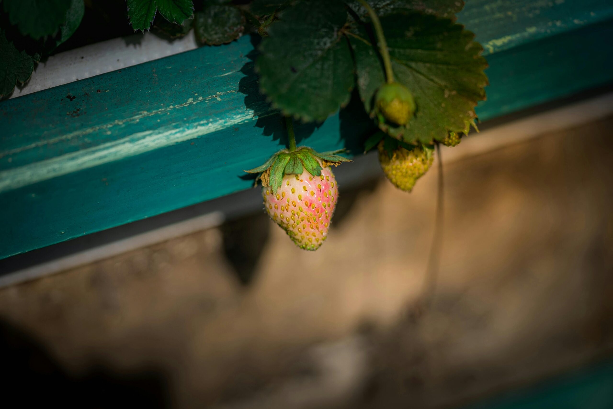 Eine lebendige Nahaufnahme von reifenden Erdbeeren, die an einer Pflanze hÃ¤ngen und auf die das Sonnenlicht Schatten wirft.