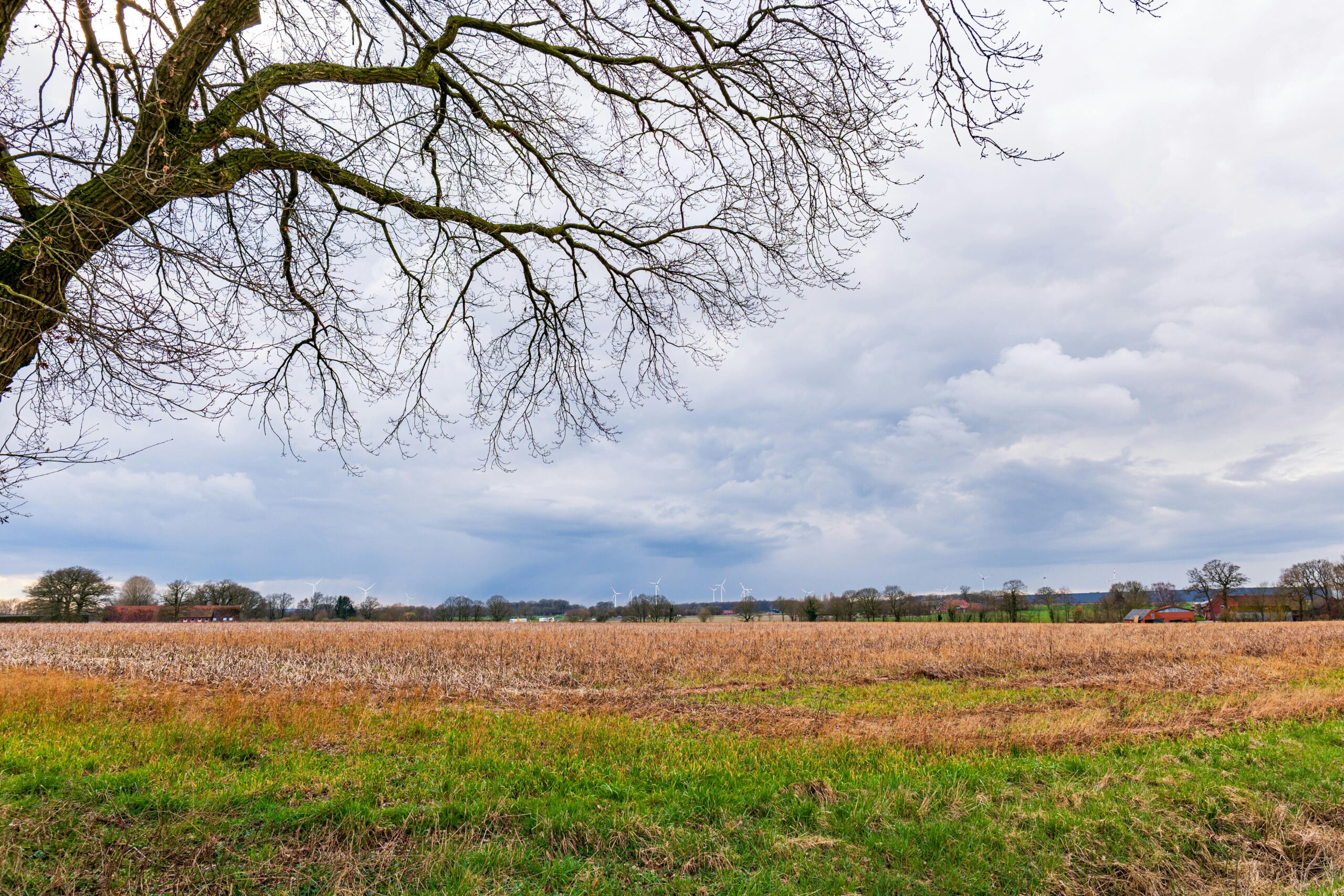 Eine Winterlandschaft mit kahlen Ästen, offenen Feldern und weit entfernten Windrädern unter einem bewölkten Himmel.
