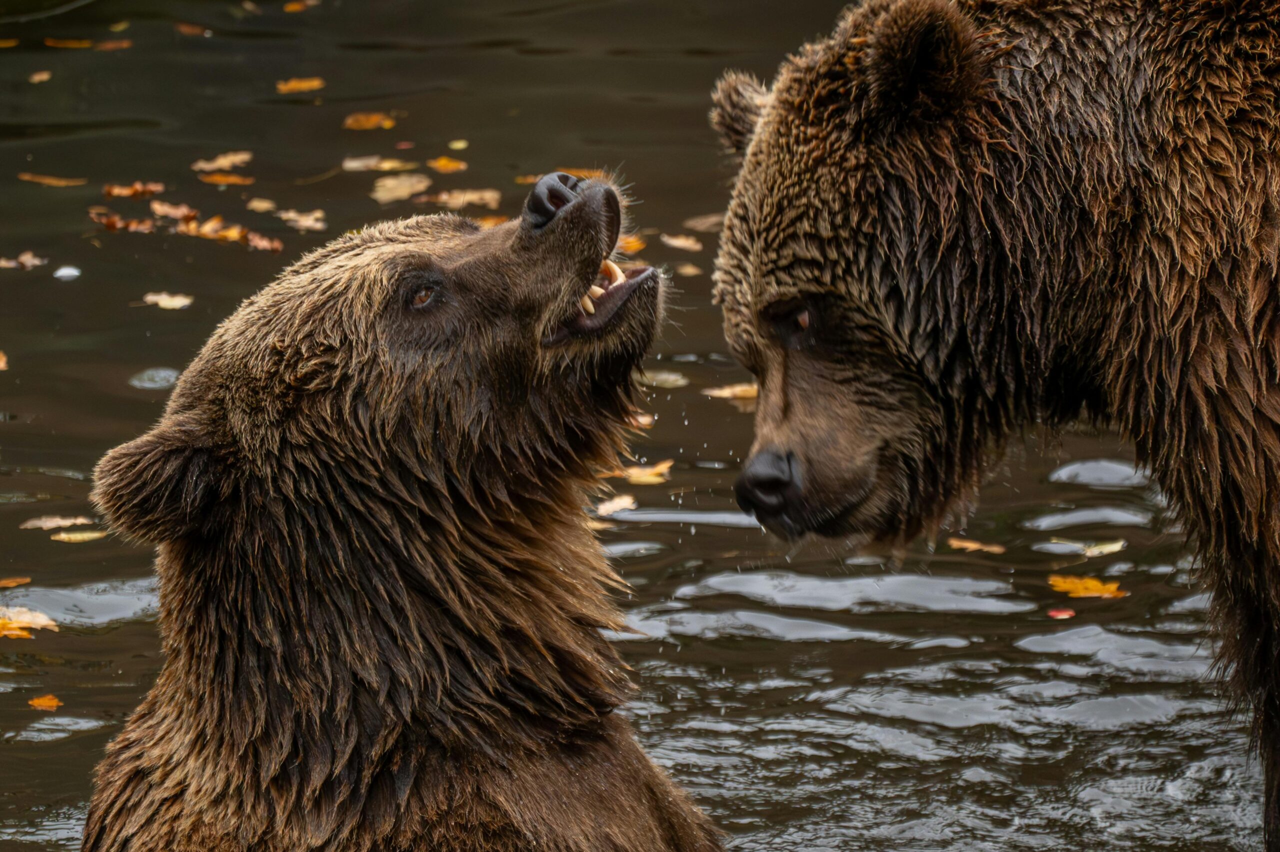 Zwei Grizzlybären interagieren in einer Waldflusslandschaft und zeigen das Verhalten wildlebender Tiere.