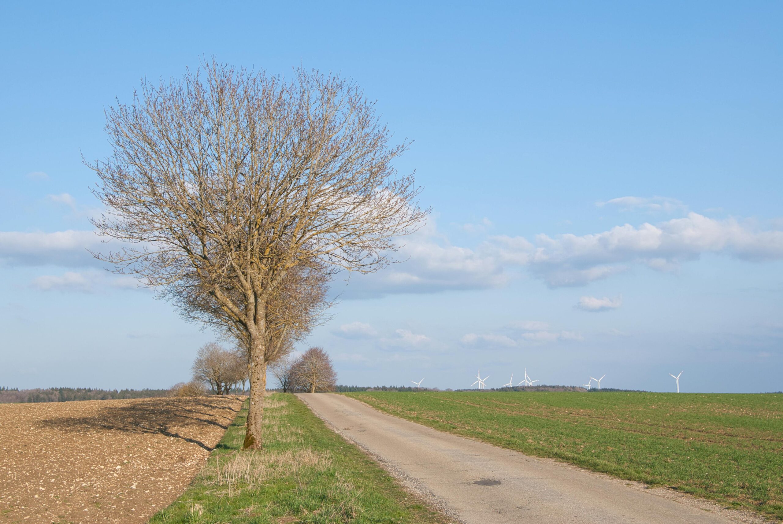 Eine ruhige lÃ¤ndliche Landschaft mit einer unbefestigten StraÃŸe, kahlen BÃ¤umen und WindrÃ¤dern in der Ferne unter einem klaren blauen Himmel.